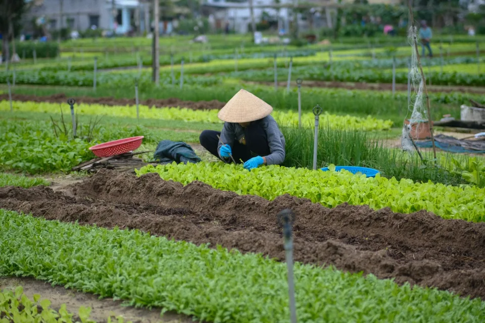 Gạo thơm mới xay, đóng bao theo yêu cầu